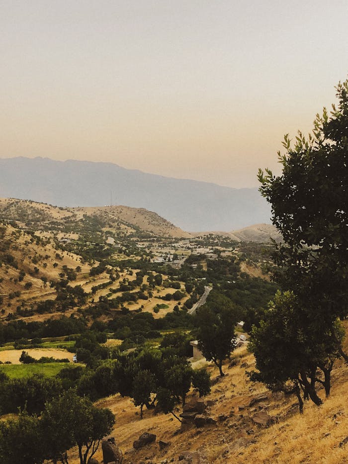 Tranquil view of a hillside valley with olive trees at sunset, showcasing natural beauty and tranquility.
