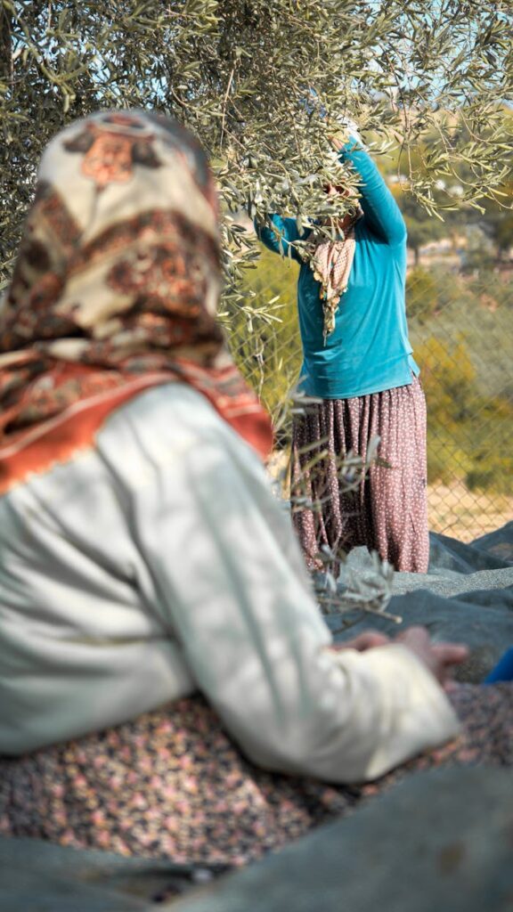 Two women in traditional attire picking olives in an outdoor orchard setting.