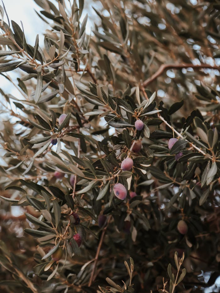 A detailed view of an olive tree showcasing green leaves and variously ripened olives.